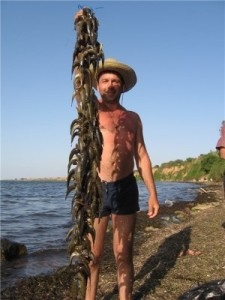 Prinderea unui taur pe Azov și Marea Neagră, râurile Nipru și Volga (Azov) Prinderea unui taur pe Azov și Marea Neagră, râurile Nipru și Volga