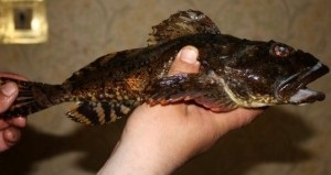 Prinderea unui taur pe Azov și Marea Neagră, râurile Nipru și Volga (mare) Prinderea unui taur pe Azov și Marea Neagră, râurile Nipru și Volga