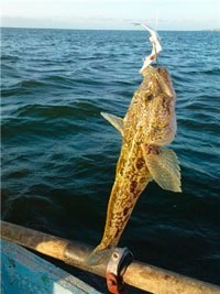Prinderea unui taur pe Azov și Marea Neagră, râurile Nipru și Volga (pescuit Bullhead) Prinderea unui taur pe Azov și Marea Neagră, râurile Nipru și Volga