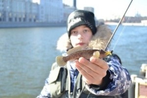 Prinderea unui taur pe Azov și Marea Neagră, râurile Nipru și Volga (pescuit Bullhead) Prinderea unui taur pe Azov și Marea Neagră, râurile Nipru și Volga