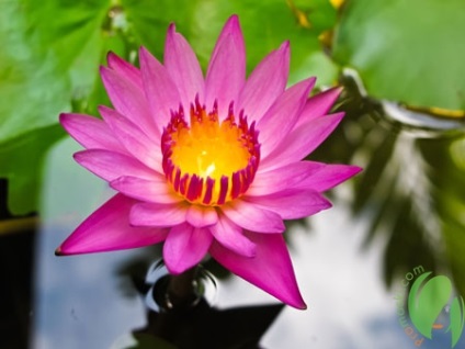 Lotus Ulei pentru piele frumusețe par (păr) ulei de Lotus pentru piele și păr frumusete