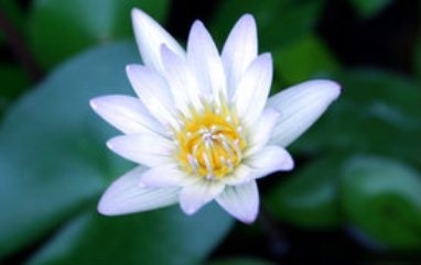 lotus ulei, ls (Lotus) lotus ulei, ls