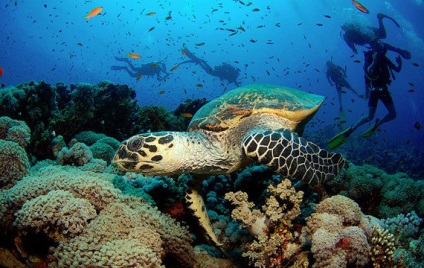 Lent ca o broască țestoasă! Și sub apă! (Turtle) Lent ca o broască țestoasă! Și sub apă!