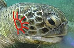 Lent ca o broască țestoasă! Și sub apă! (țestoase Red Sea) Lent ca o broască țestoasă! Și sub apă!