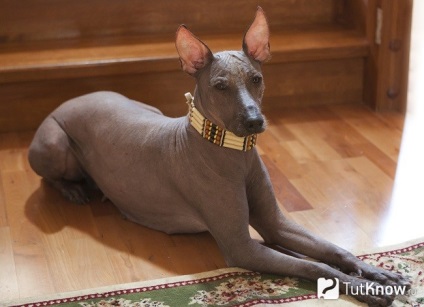 Mexican Hairless Dog standard extern și prețul (mexican) standard extern mexican Hairless Dog și preț