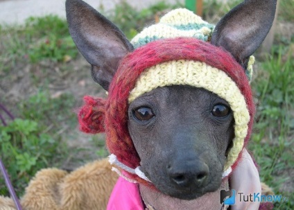 Mexican Hairless Dog standard extern și preț (Xoloitzcuintle) standard extern mexican Hairless Dog și preț