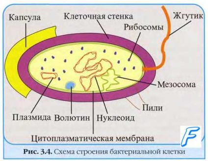 bacterii microvililor (bacterii pili) bacterii microvilli