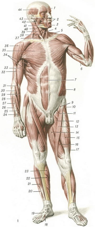 Mușchi om în imagini (longus extensor al degetelor) Mușchi om în imagini