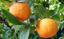 Produse diuretice (diuretice) (diuretice) Produse diuretici (diuretice)