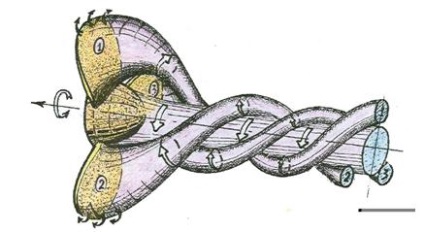 Modelul de zbor farfurie (continuare) - Ochi al portalului de informații analitice planeta (bobina) Modelul de zbor farfurie (continuare) - Ochi al portalului de informații analitice planeta