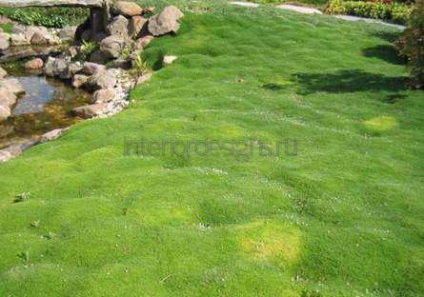Moss în amenajare a teritoriului - condițiile de îmbarcare și îngrijirea de acoperire verde (de îngrijire) Moss în amenajare a teritoriului - condițiile de îmbarcare și îngrijirea de acoperire verde