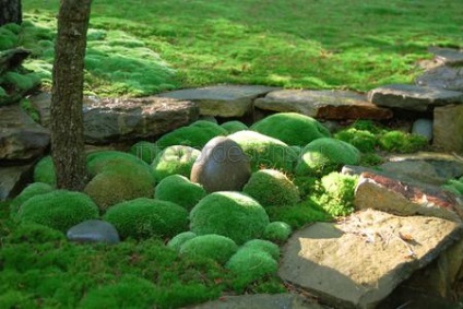 Moss în amenajare a teritoriului - condițiile de îmbarcare și îngrijirea de acoperire verde (drop-off) Moss în amenajare a teritoriului - condițiile de îmbarcare și îngrijirea de acoperire verde