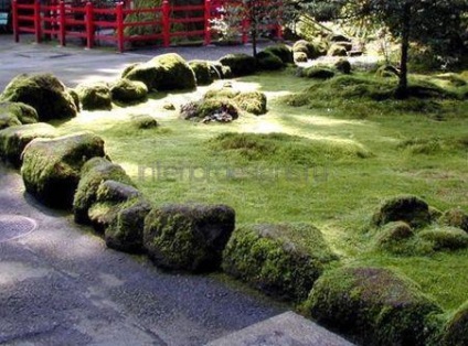 Moss în amenajare a teritoriului - condițiile de îmbarcare și îngrijirea de acoperire verde (peisaj) Moss în amenajare a teritoriului - condițiile de îmbarcare și îngrijirea de acoperire verde