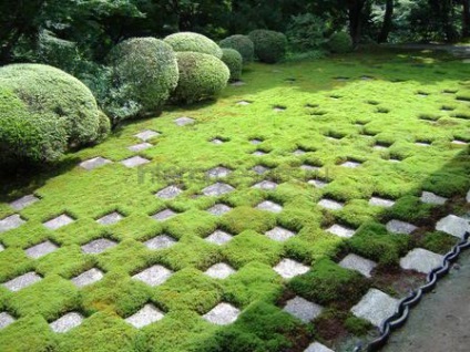 Moss în amenajare a teritoriului - condițiile de îmbarcare și îngrijirea de acoperire verde (design de gradina Moss) Moss în amenajare a teritoriului - condițiile de îmbarcare și îngrijirea de acoperire verde