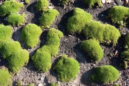 Moss în amenajare a teritoriului - condițiile de îmbarcare și îngrijirea de acoperire verde (de îngrijire) Moss în amenajare a teritoriului - condițiile de îmbarcare și îngrijirea de acoperire verde