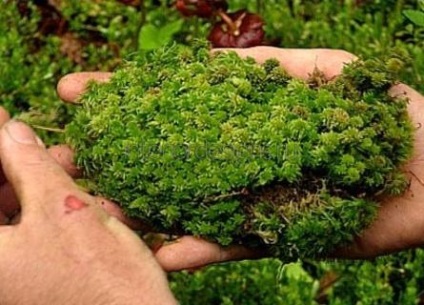 Moss în amenajare a teritoriului - condițiile de îmbarcare și îngrijirea de acoperire verde (peisaj) Moss în amenajare a teritoriului - condițiile de îmbarcare și îngrijirea de acoperire verde