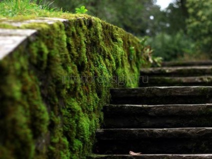 Moss în amenajare a teritoriului - condițiile de îmbarcare și îngrijirea de acoperire verde (drop-off) Moss în amenajare a teritoriului - condițiile de îmbarcare și îngrijirea de acoperire verde