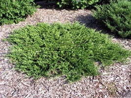 Juniperus Sabina plantare, îngrijire, reproducere (ienupăr) plantare Juniperus Sabina, de îngrijire, de reproducție