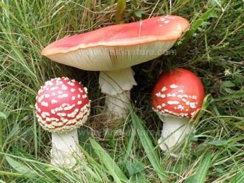 Amanita - proprietăți utile, aplicarea, contraindicații (utilizare) Amanita - proprietăți utile, aplicare, contraindicații