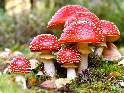 Amanita - proprietăți utile, aplicare, contraindicații (proprietăți) Amanita - proprietăți utile, aplicare, contraindicații