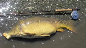 Ce cele mai bune mușcătură crap - boilies, rețeta pentru prepararea de momeli, momeli pentru pescuit (rețete de gătit) Ce cele mai bune mușcătură de crap - boilies, rețeta pentru prepararea de momeli, momeli pentru pescuit rețete
