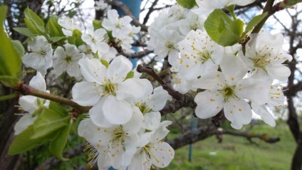 Cât de mult ați lăsat pe natura (instincte) Cât de mult ai lăsat pe natura