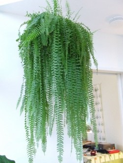 Nephrolepis, de îngrijire la domiciliu (Nephrolepis) Nephrolepis, de îngrijire la domiciliu