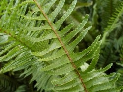 Nephrolepis, de îngrijire la domiciliu (acasa) Nephrolepis, de îngrijire la domiciliu