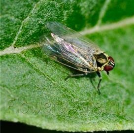 varza de filiforme din cartofi în timpul depozitării (plante de la A la Z) varza de filiforme din cartofi în timpul depozitării