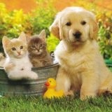 Novocaină - animale de companie (blog) Novocaina - animale de companie