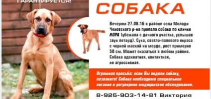 Novocaină - animale de companie (Novocain) Novocaina - animale de companie