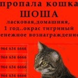 Novocaină - animale de companie (tratament) Novocaina - animale de companie