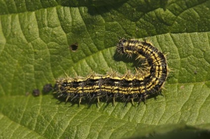 Ordinare și extraordinare fluture urticarie (urticarie fluture) erupții cutanate fluture ordinare și extraordinare