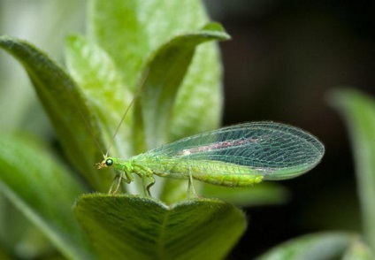 Chrysoperla caracteristici de dezvoltare carnea și nutriție (lacewing) Chrysoperla caracteristici ale dezvoltării carnea și furnizarea