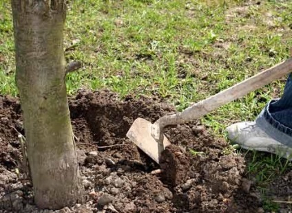 Lucrările solului în toamna dăunătorilor și bolilor (boli) Lucrările solului în toamna dăunătorilor și bolilor