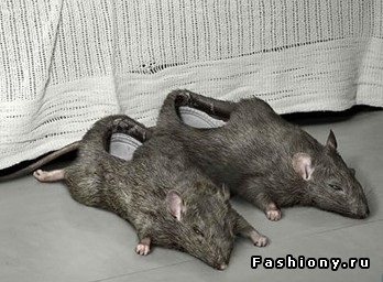 Pantofi-copite „și alte modele din categoria“ Animal World „() Pantofi-copite „și alte modele în categoria“ în lumea animală
