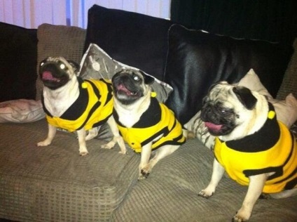 Pugs imagine foarte amuzant (33 poze) (împreună) Foarte amuzant Pugs imagine (33 poze)
