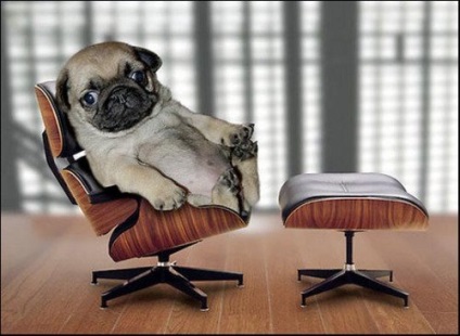 Pugs imagine foarte amuzant (33 poze) (Doggie) Foarte amuzant Pugs imagine (33 poze)