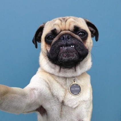Pugs imagine foarte amuzant (33 poze) (vizualizare) Foarte amuzant Pugs imagine (33 poze)