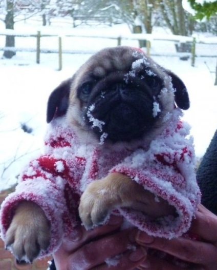 Pugs imagine foarte amuzant (33 poze) (Doggie) Foarte amuzant Pugs imagine (33 poze)