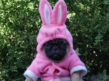 Pugs imagine foarte amuzant (33 poze) (doriți) Foarte amuzant Pugs imagine (33 poze)