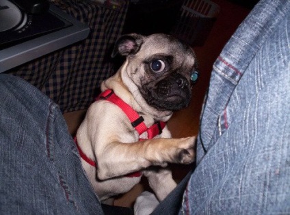 Pugs imagine foarte amuzant (33 poze) (fotografii) Foarte amuzant Pugs imagine (33 poze)