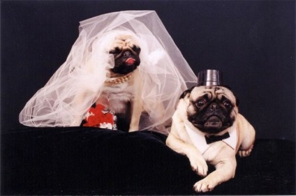 Pugs imagine foarte amuzant (33 poze) (Doggie) Foarte amuzant Pugs imagine (33 poze)