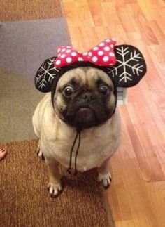 Pugs imagine foarte amuzant (33 poze) (mai mult) Foarte amuzant Pugs imagine (33 poze)