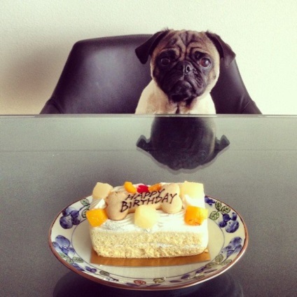 Pugs imagine foarte amuzant (33 poze) (câine) Foarte amuzant Pugs imagine (33 poze)