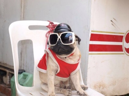 Pugs imagine foarte amuzant (33 poze) (amuzant) Foarte amuzant Pugs imagine (33 poze)