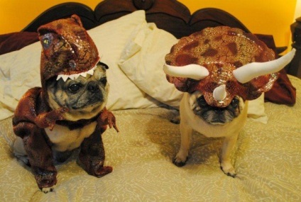 Pugs imagine foarte amuzant (33 poze) (budiste) Foarte amuzant Pugs imagine (33 poze)