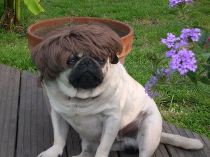 Pugs imagine foarte amuzant (33 poze) (amuzant) Foarte amuzant Pugs imagine (33 poze)