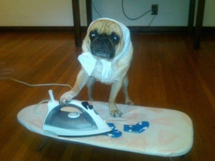 Pugs imagine foarte amuzant (33 poze) (care) Foarte amuzant Pugs imagine (33 poze)