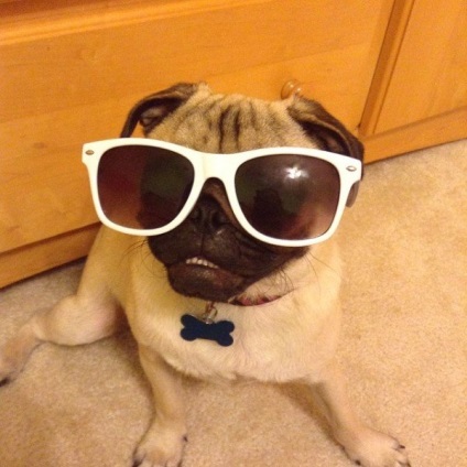 Pugs imagine foarte amuzant (33 poze) (câine) Foarte amuzant Pugs imagine (33 poze)